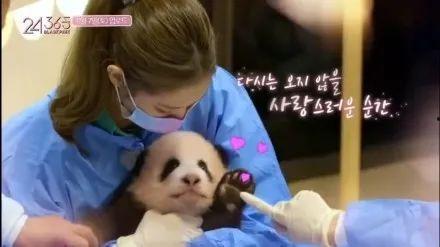 娱乐大爆料熊猫,熊猫明星的幕后故事大揭秘  第1张