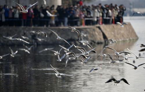 天津海鸥爆料视频,一场惊心动魄的幕后故事  第1张