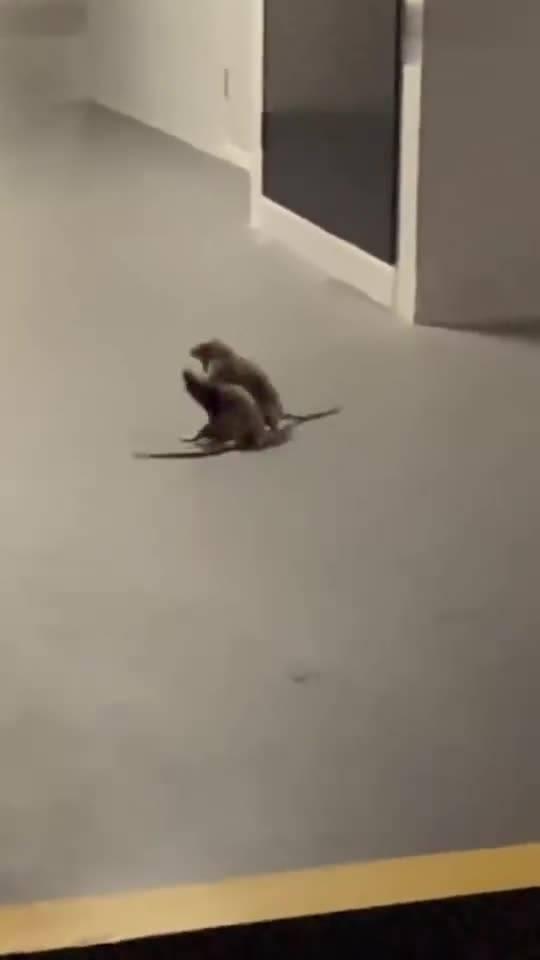 老鼠吃瓜视频在线观看免费,免费观看老鼠吃瓜萌态视频 第1张 老鼠吃瓜视频在线观看免费,免费观看老鼠吃瓜萌态视频 第1张